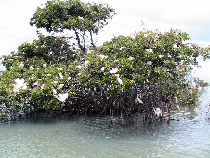 25 - Mangrove 057.jpg